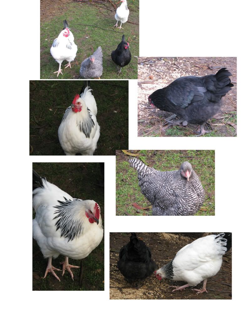 Chooks.jpg