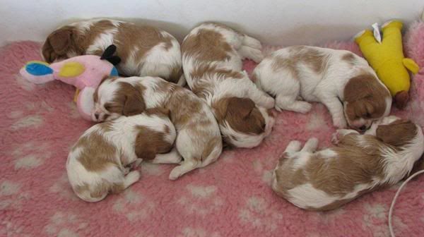 Puppies4weeksgroupphoto.jpg