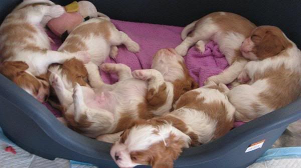 Puppies5weeks.jpg