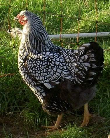 silver-laced-wyandotte.jpg