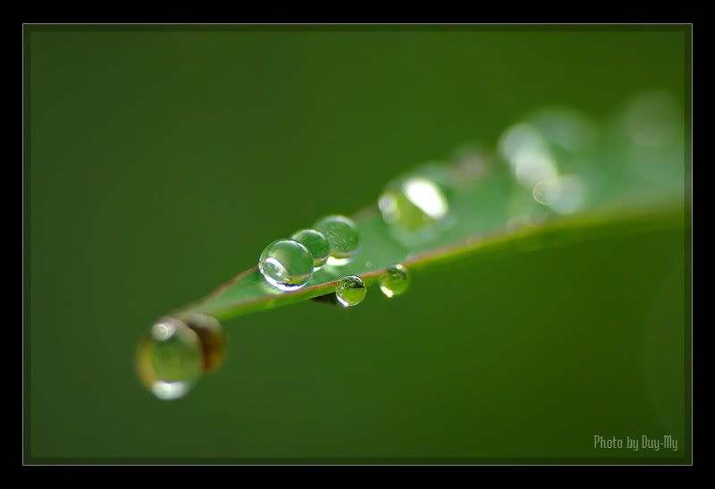 Những hạt sương long lanh ...