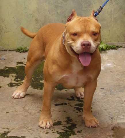 Print Page Pitbull Anjing Buas