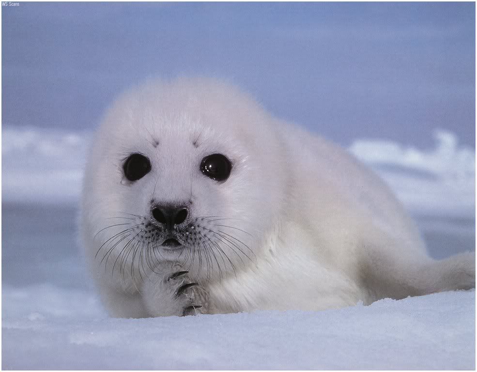 babyseal.jpg