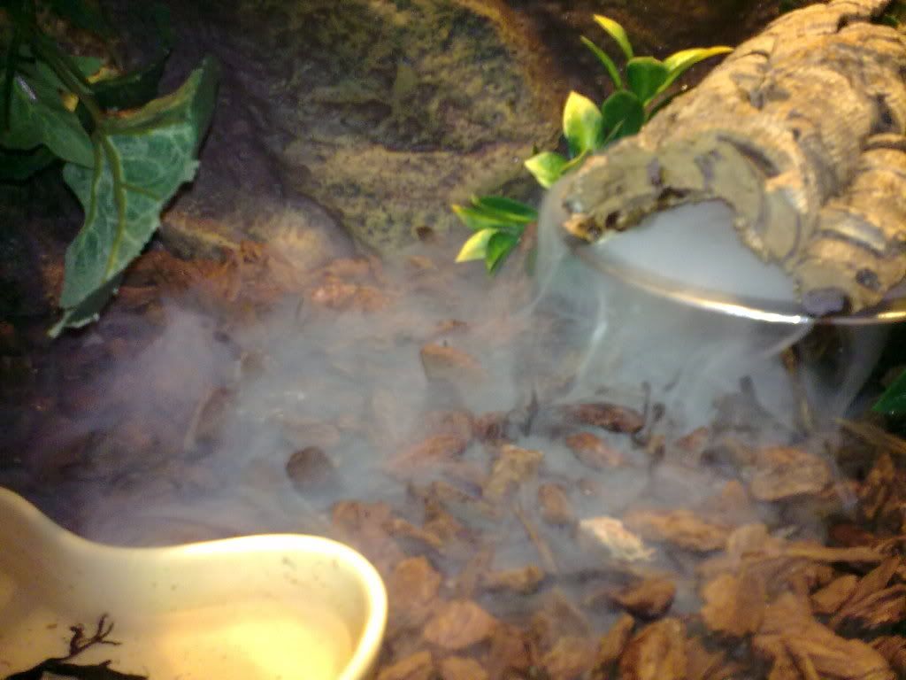 foggers and waterfalls for crested geckos? Reptile Forums