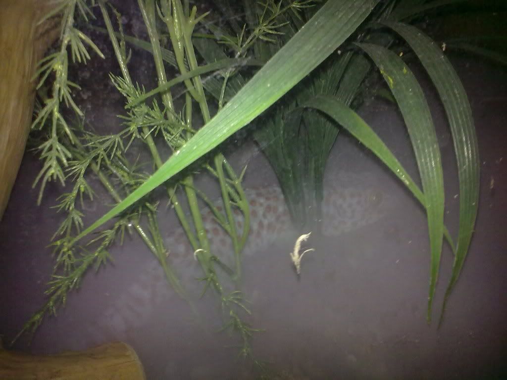 foggers and waterfalls for crested geckos? Reptile Forums