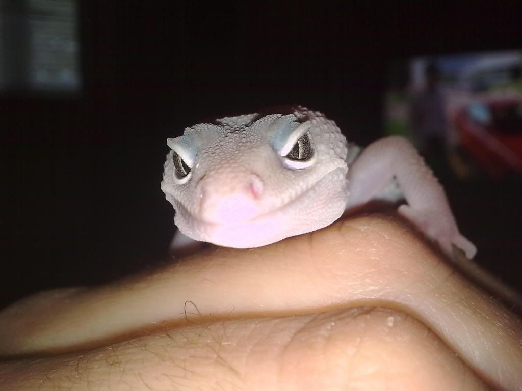 leopard gecko heating Reptile Forums