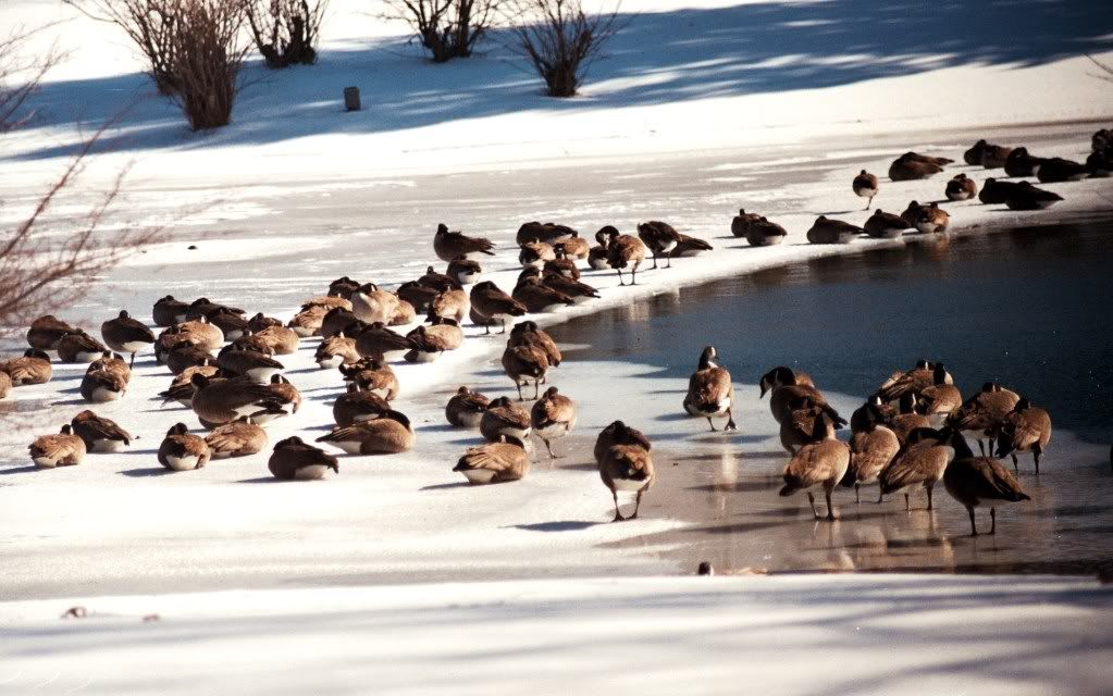 In this folder, There is pictures of ducks, and A LOT of geese.