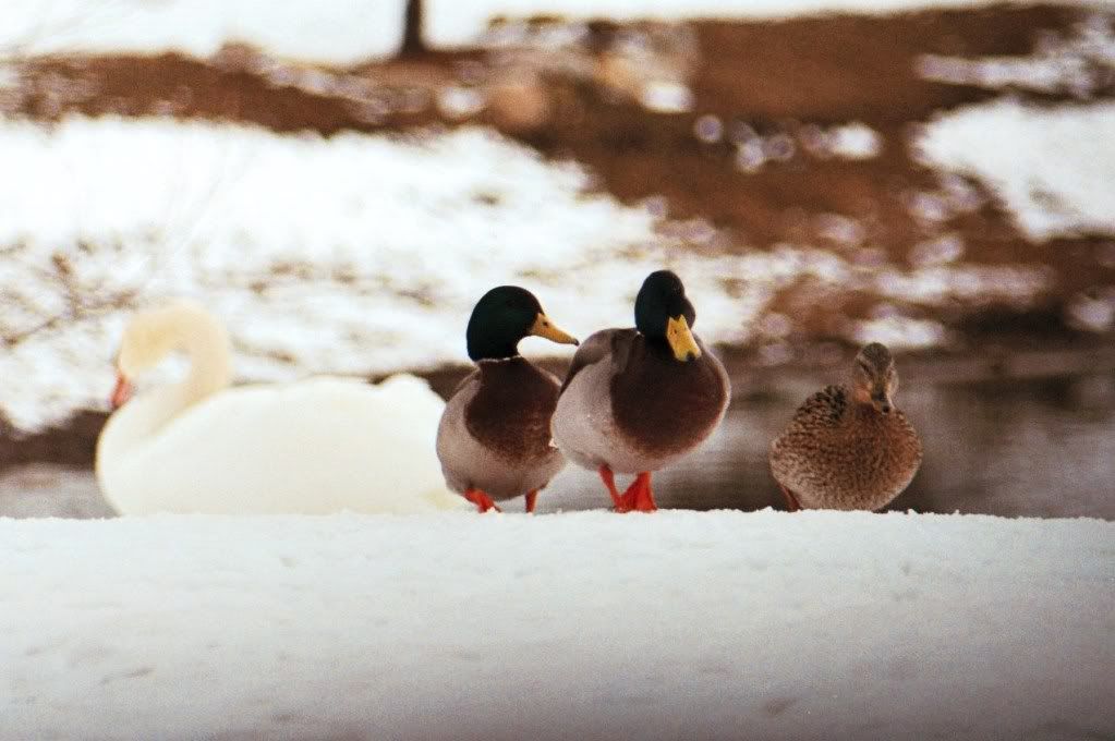 In this folder, there are more duck and geese. With a few swans.