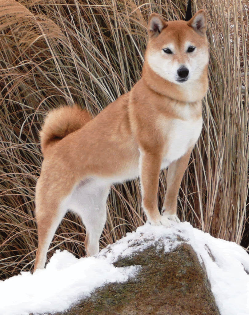 Shiba Inu Gif