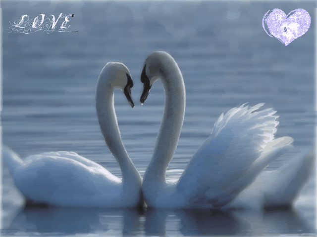 swan love Pictures, Images and Photos