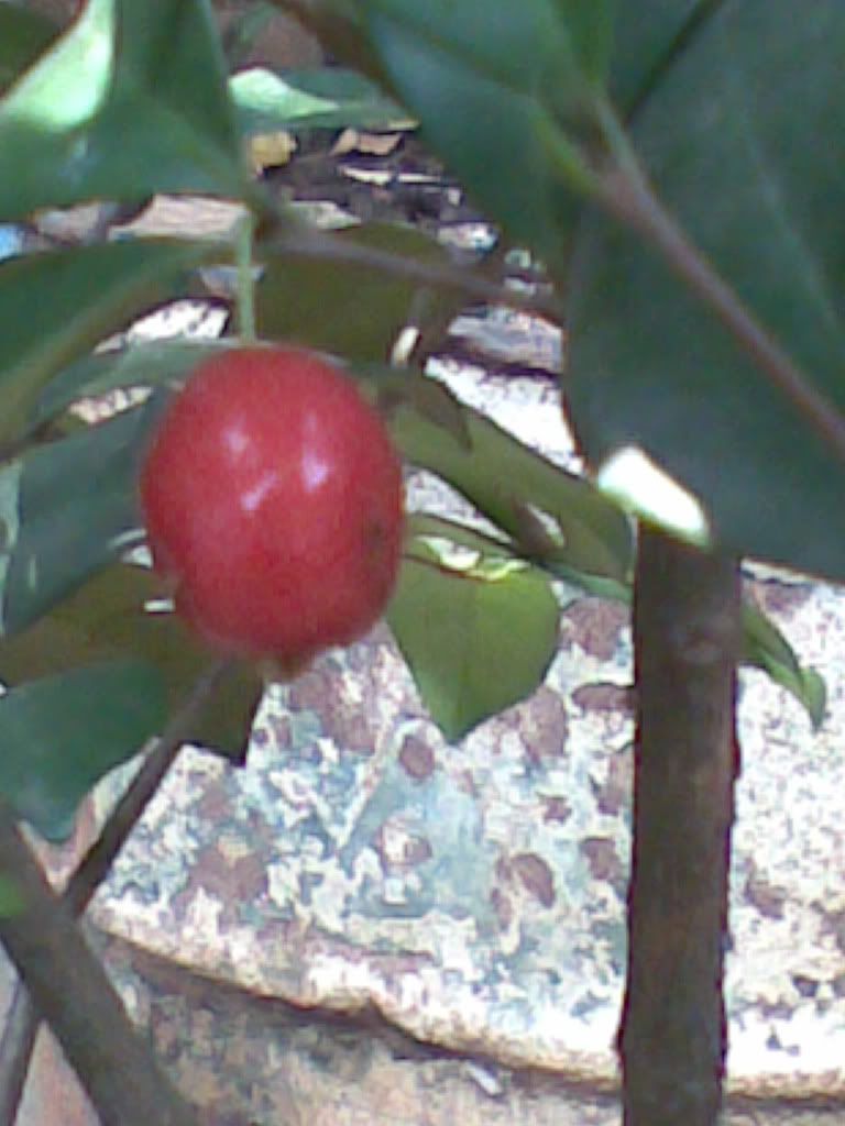 aneka tanaman buah kaskus archive aneka tanaman buah kaskus archive