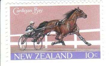 Cardigan Bay Horse