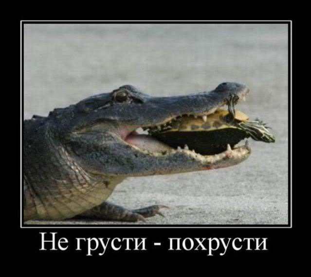 А панцирь пригодится для увеличения кальция в организме картинки, Россия, блог, общество