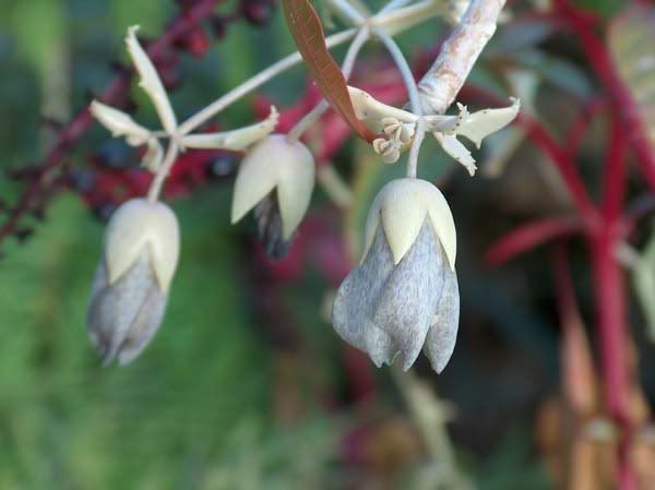 Kalanchoe_beauverdii.jpg