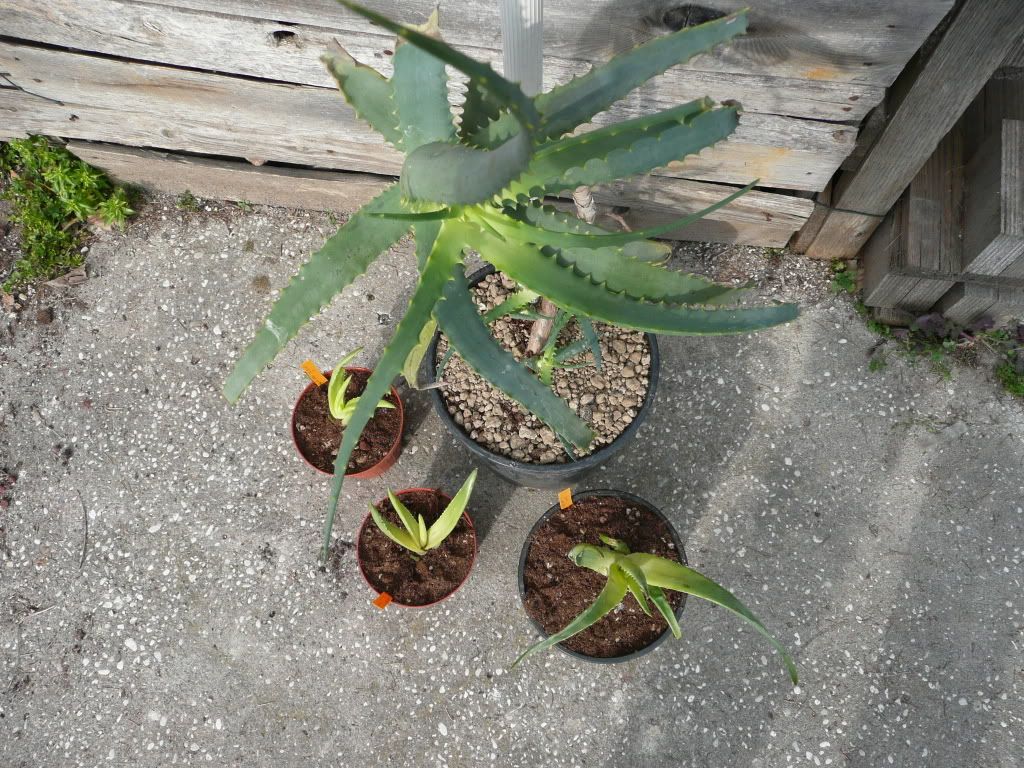 P1010865.jpg