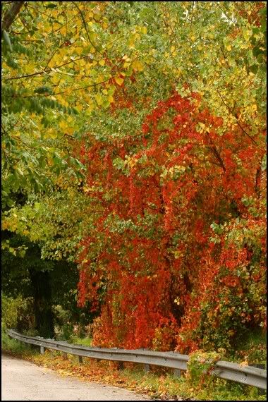 albero-foglie-rosso