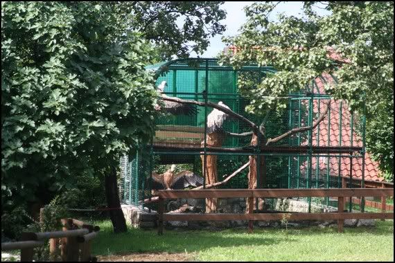 avvoltoi-rapaci