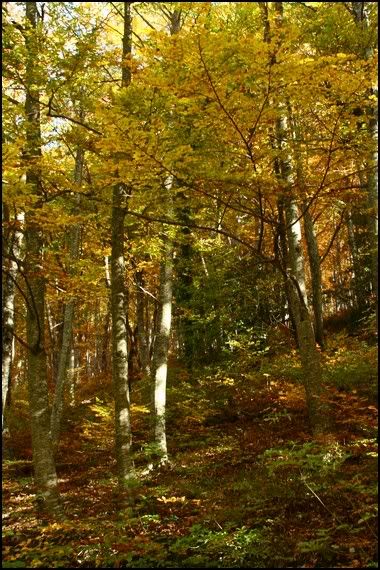 bosco-autunno