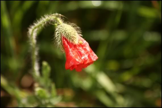 fiore-rosso-appassito