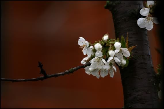 fiori bianchi ciliegio