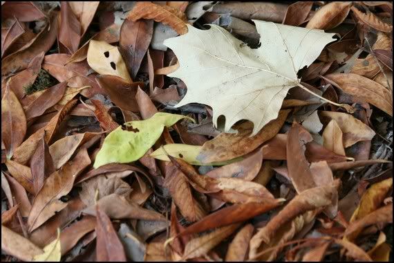 foglie-cadute