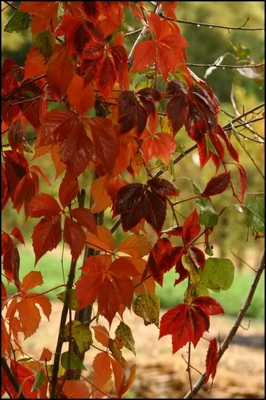 foglie-rosse