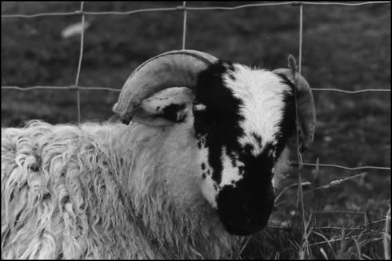 sheep-suffolk