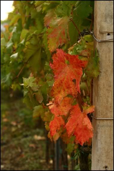 vitigno-marchigiano-autunno