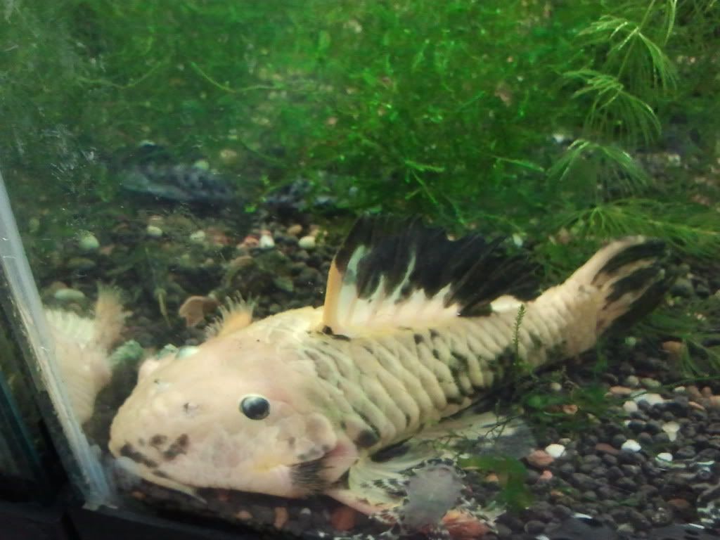 FS L056X plecos, cherry shrimps, assassin snail British Columbia