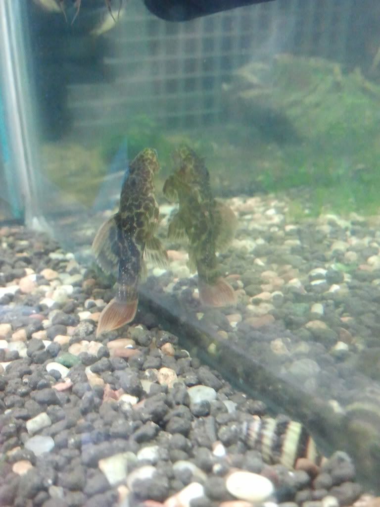 FS L056X plecos, cherry shrimps, assassin snail British Columbia