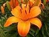 orange tiger lily Pictures, Images and Photos