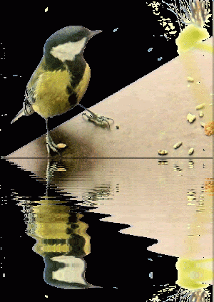 Ani.n.bird &amp;amp; not quite ;)