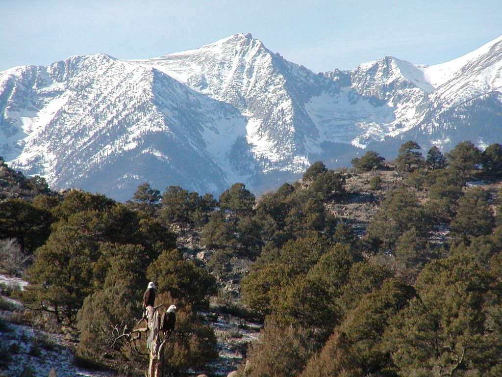 2%20Bald%20Eagles%20Sangre%20De%20Cristo%20Mountains.jpg