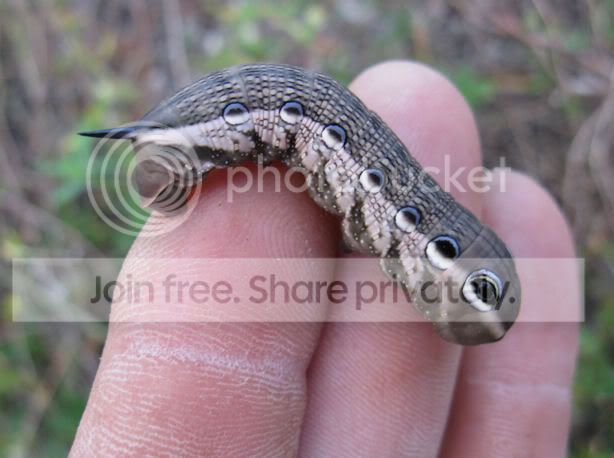 Couple Of Cattipillars Field Herp Forum